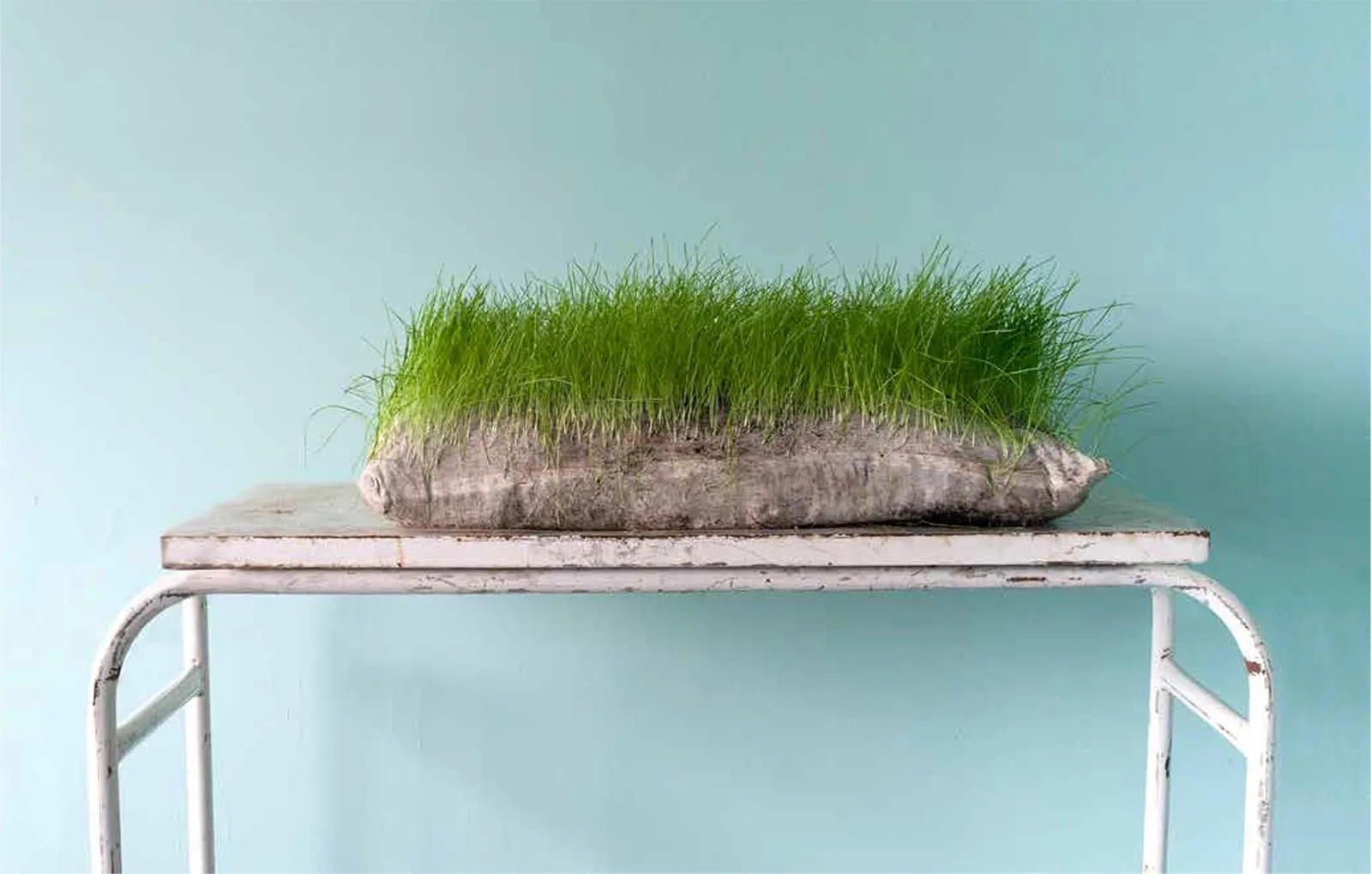 En estado de coma — Cultivos, naturaleza reclamando espacios