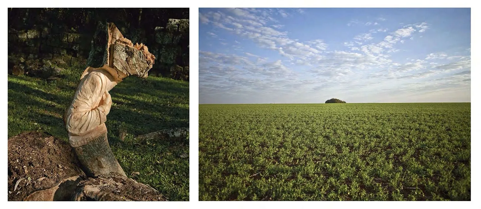 Nuevas Floras do Sul — Intervened tree in Brazil