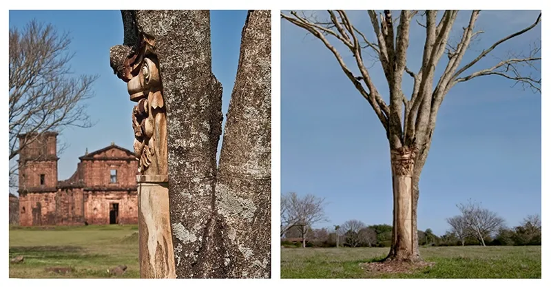 Nuevas Floras do Sul — Ornamental form on bark