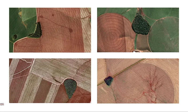 Nuevas Floras do Sul — Detail of organic process