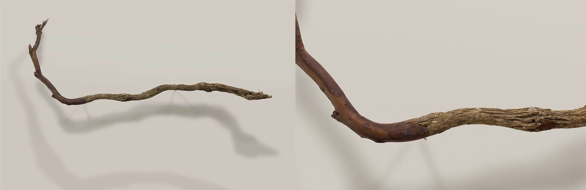 Encuentros — Sculpture on branch, emerging figure