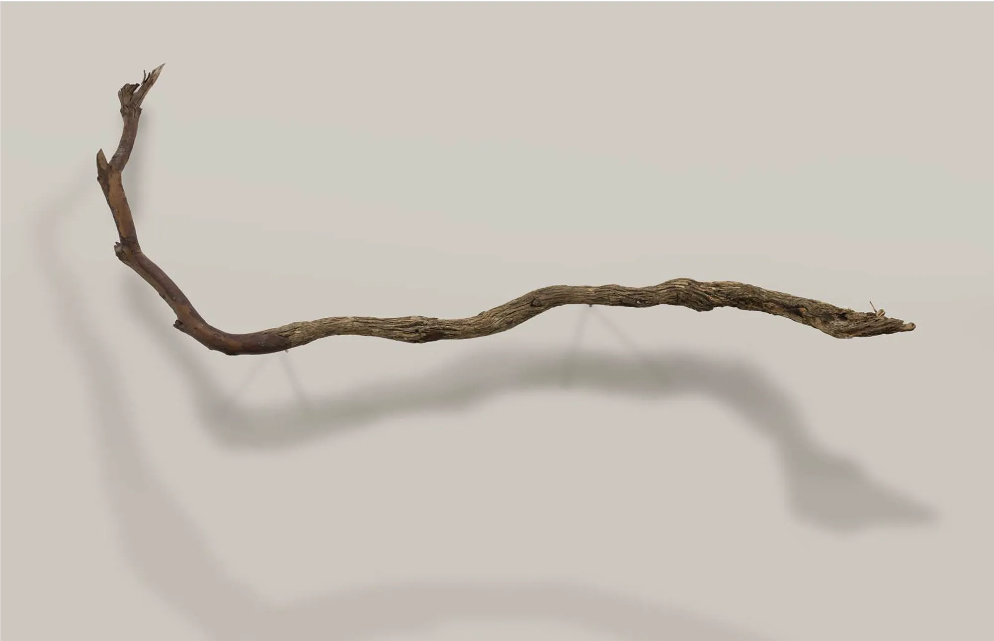 Encuentros — Human form in tree branch
