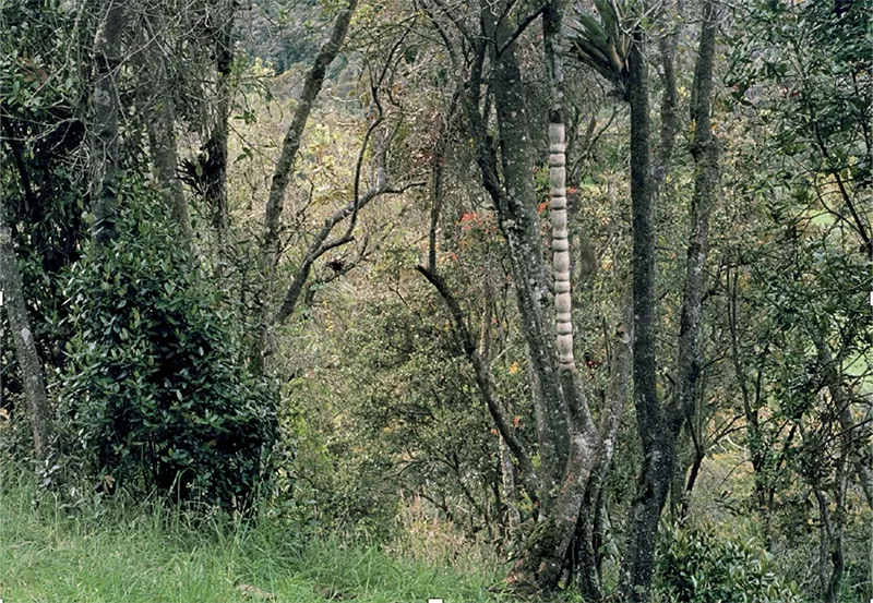 Nuevas Floras Colombia — Native tree with baroque carving