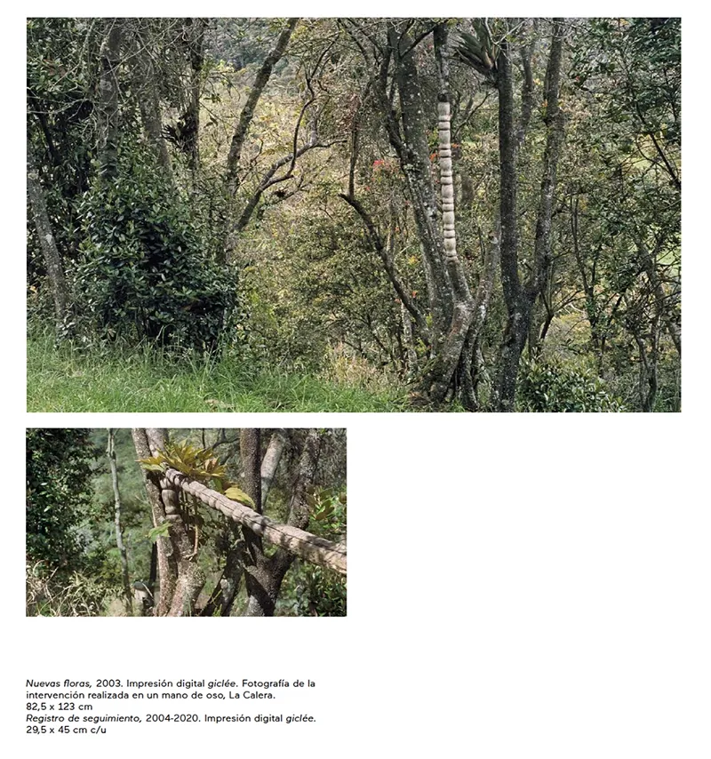 Nuevas Floras Colombia — Sculptural intervention on trunk