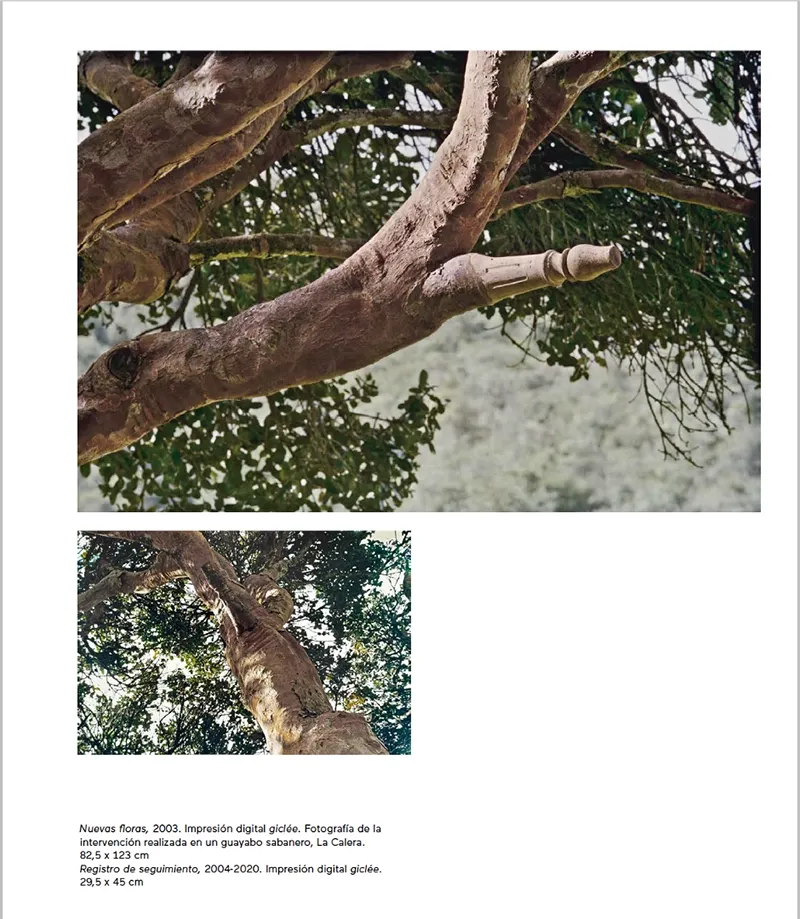 Nuevas Floras Colombia — Ornamental prosthesis on living tree
