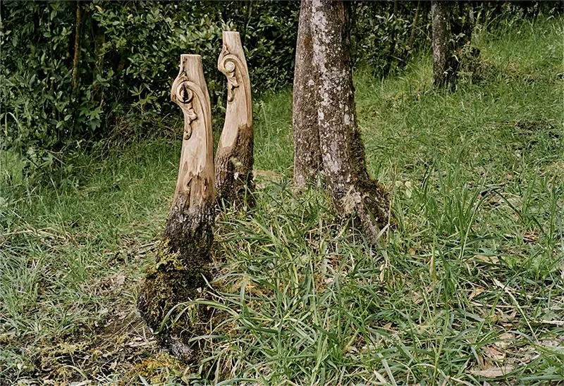 Nuevas Floras Colombia — Baroque volute on bark