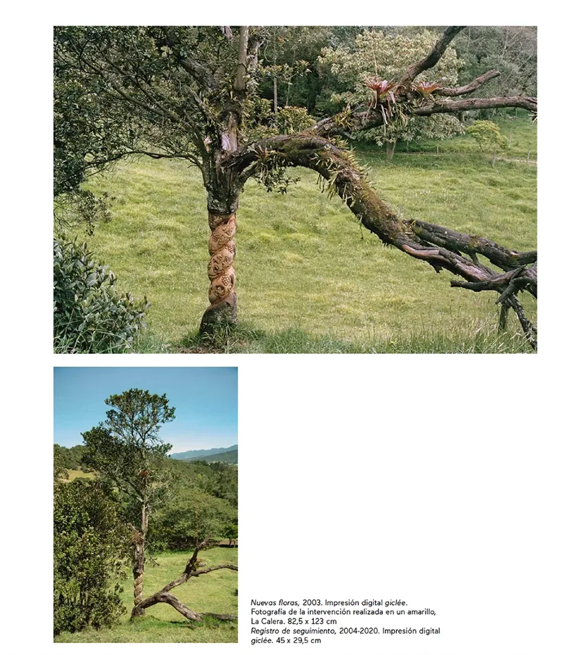 Nuevas Floras Colombia — Tree absorbing the intervention
