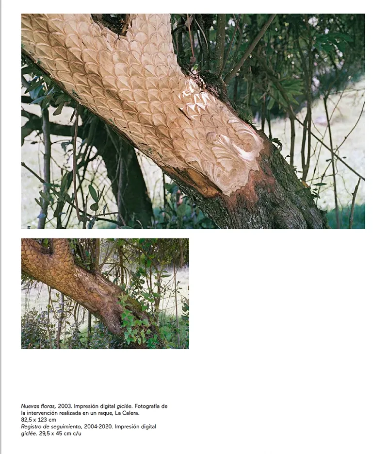 Nuevas Floras Colombia — Carving almost imperceptible due to growth
