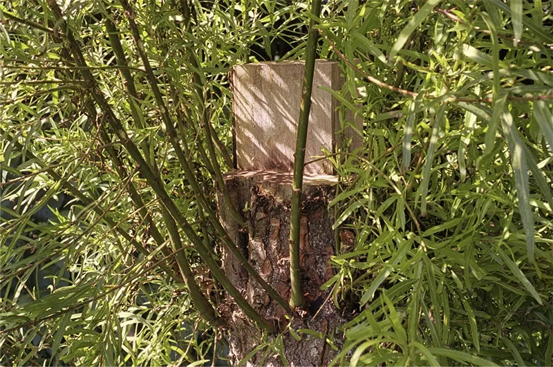 Nuevas Floras Colombia — Detail of arboreal intervention