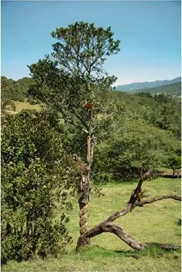 Registro de seguimiento, 2004–2020 — amarillo